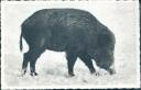 Wildschwein im Schnee - Foto-AK 40er Jahre