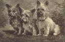 Postkarte - drei kleine Hunde - signiert N. Parker