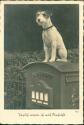 Foto-AK - Hund auf dem Briefkasten