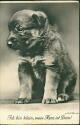 Ansichtskarte - Motiv - Tiere - Junger Schäferhund