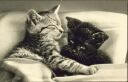 Fotokarte - Zwei kleine Katzen