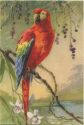 Postkarte - Papagei Ara - C. Klein