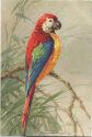 Postkarte - Papagei Ara - Catharina C. Klein