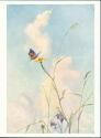 Schmetterling - Karl-Kühnle-Postkarte 70