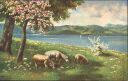 Schafe auf der Weide - Ansichtskarte