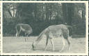 Ansichtskarte - Berlin - Zoologischer Garten - Lama