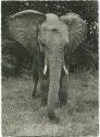 Berlin - Friedrichsfelde - Tierpark - Afrikanischer Elefant Hannibal - Foto-AK