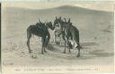 CPA - Dans les Desert - Chameaux mangeant le drin