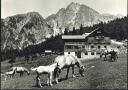 Ansichtskarte - Hafling - Pferde - Gasthof Alpenrose