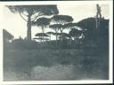 Ravenna - Pineta - Foto 8cm x 11cm ca. 1910