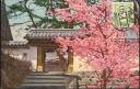 Ansichtskarte - Himeji - Cherry blossom in Himeyama Park