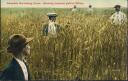 postcard - Field of Wheat 
