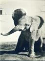 Foto-AK Grossformat - Basel - Zoologischer Garten - Afrikanischer Elefant