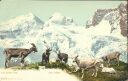 Auf hoher Alp - Sur l' alpe - Postkarte