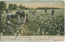 Postcard - African-Americans - picking cotton