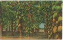 Postcard - Papaya Plantatio