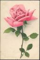 Postkarte - Rose