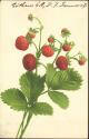Postkarte - Erdbeeren
