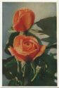 Postkarte - Rosen - Sorte Mevrouw G. A. van Rossem - Naturfarbenfotografie