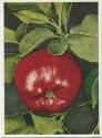 Postkarte - Roter Apfel - AK Grossformat - Farbfoto-Fritz Teuscher