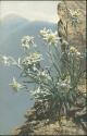 Ansichtskarte - Blumen - Leontopodium alpinum 