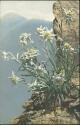 Ansichtskarte - Blumen - Leontopodium alpinum
