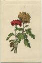 Postkarte - Blumen - Astern
