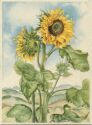 Sonnenblume - Künstlerkarte Marianne Schneegans - AK-Grossformat