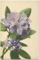 Ansichtskarte - Rhododendron - Farbenlichtdruck