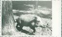 Wildschwein in der Saubucht - Foto-AK 40er Jahre