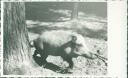 Wildschwein in der Saubucht - Foto-AK 40er Jahre
