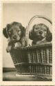 Hunde Welpen in einem Körbchen - Foto-AK