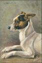 Ansichtskarte - Motiv - Tiere - Fox-Terrier