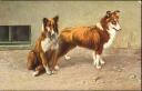 AK - Zwei Hunde - Collies