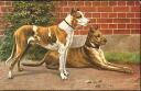 Ansichtskarte - Zwei Hunde