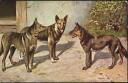 Ansichtskarte - Drei Hunde