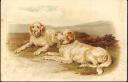 Postkarte - Hirtenhunde