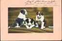 Postkarte - Drei junge Hunde - Welpen