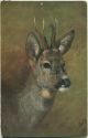Postkarte - Jagd - Reh