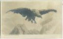 Adler im Flug - Künstleransichtskarte