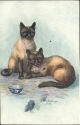 Katzen - Chats Siamois - Siamese Royal Cats