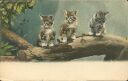 Katzen - ca. 1900 - Postkarte