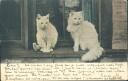 Postkarte - Katzen auf dem Fenstersims
