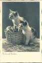 "Da kommt Frauchen" - zwei kleine Katzen - Foto-AK