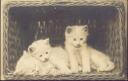 Drei Katzenkinder im Wäschekorb - Foto-AK