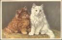 Postkarte - Katzen - Zwei Perserkatzen