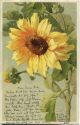 Postkarte - Perlen der Flora - Catharina C. Klein
