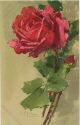 Postkarte - Blumen - Rosen - Catharina C. Klein