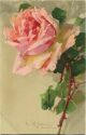Postkarte - Blumen - Rosen - Catharina C. Klein