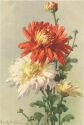 Postkarte - Blumen - Astern - Catharina C. Klein